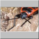 Pyrrhocoris apterus - Feuerwanze 01b.jpg